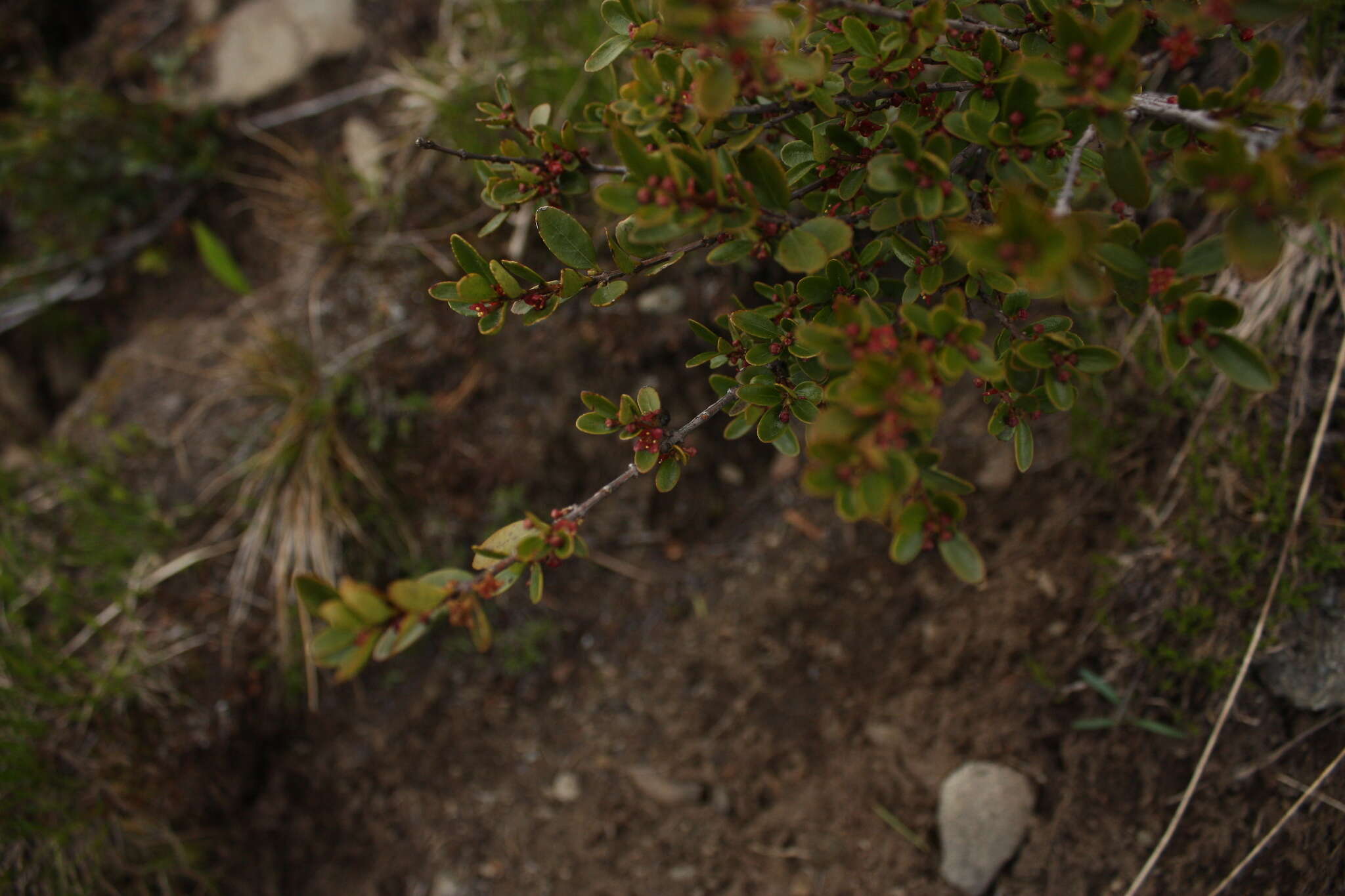 Image of Oregon boxleaf