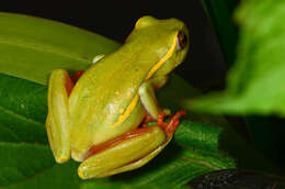 Image of Yellow-striped Reed Frog