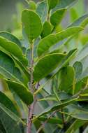 Image of Salacia crassifolia (Mart.) G. Don