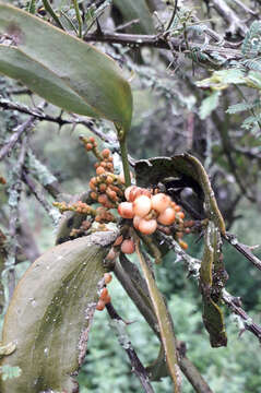 Слика од Phoradendron nervosum Oliver