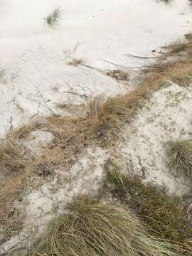 Image of Zoysia pauciflora Mez