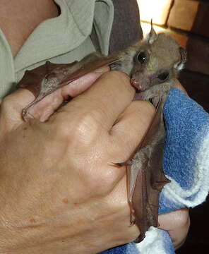 Image of Wahlberg's Epauletted Fruit Bat