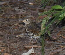 Image of Bassian Thrush