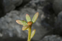 Image of Portulaca mauritiensis Poelln.