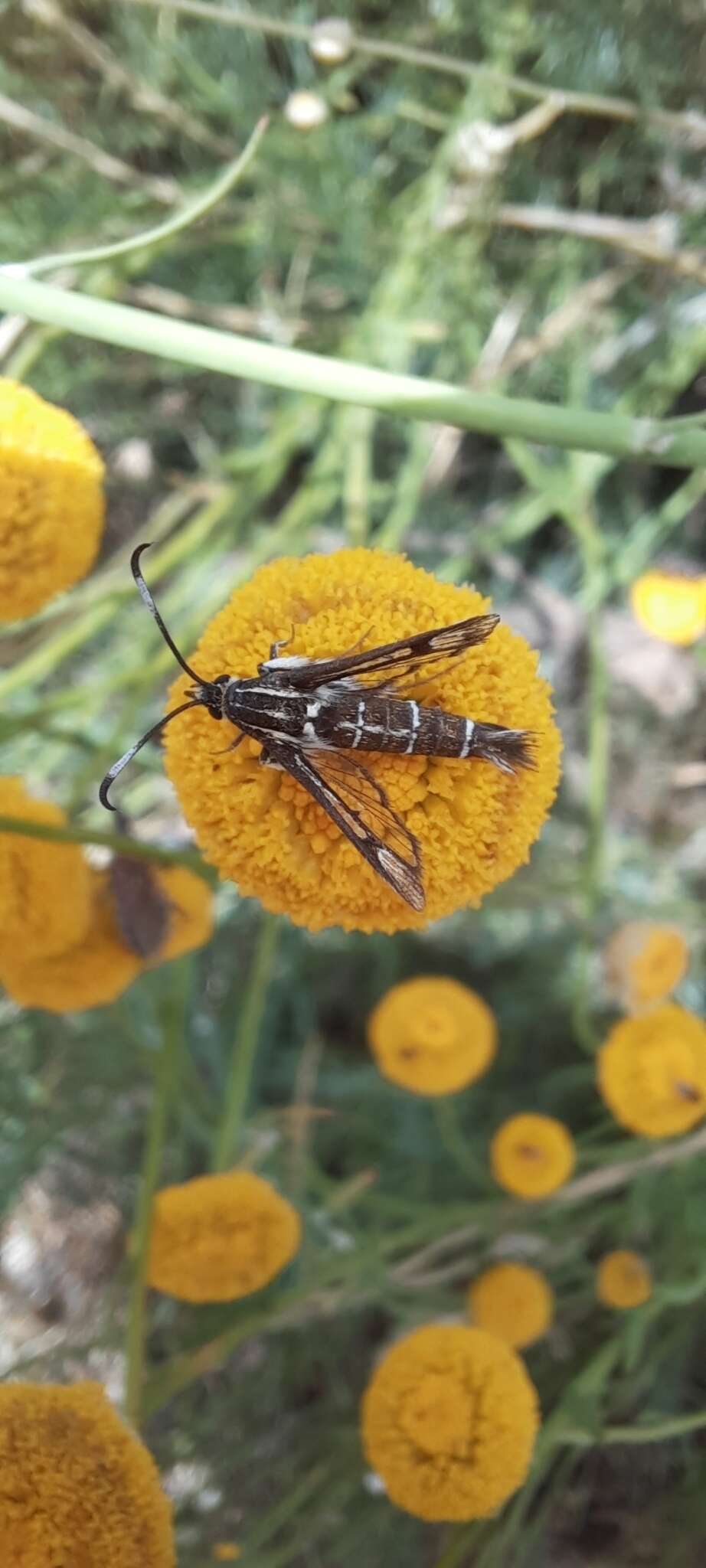 Image of Pyropteron koschwitzi (Spatenka 1992)