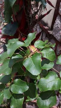 Uncarina stellulifera Humbert resmi