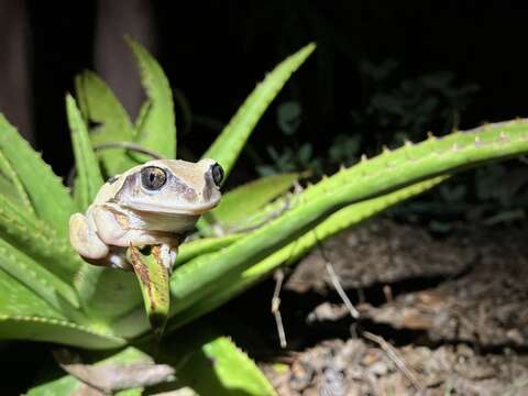 Leptopelis mossambicus Poynton 1985的圖片