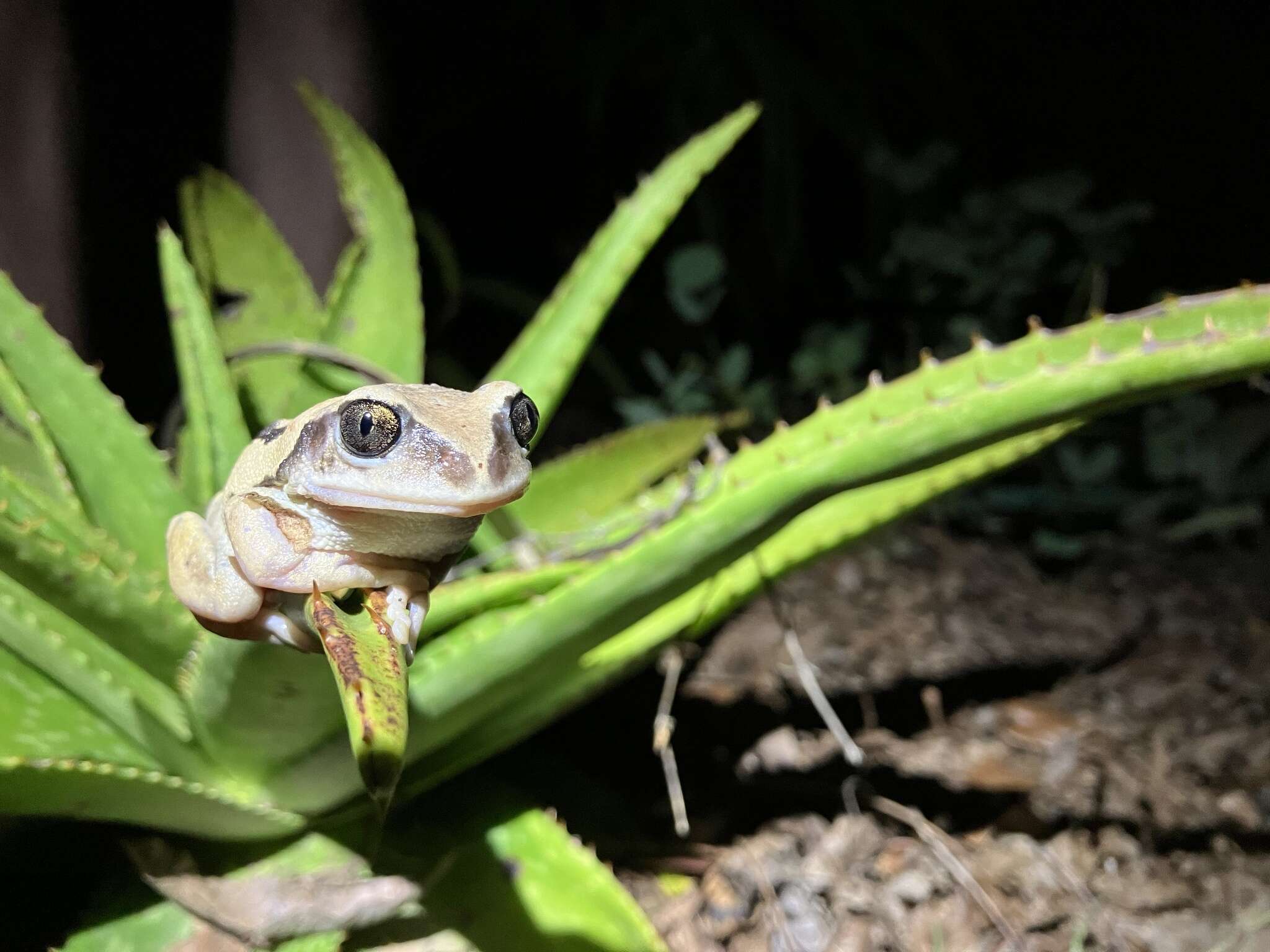 Image of Mozambique tree frog