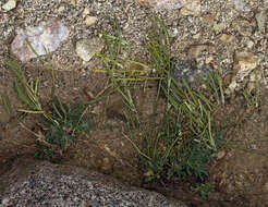 Image of Soldier Rockcress