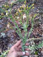 Image of Chrysopsis floridana var. highlandsensis (De Laney & Wunderlin) D. B. Ward