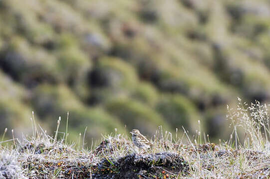 Image of Pechora Pipit