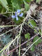 Image de Delphinium gracile DC.