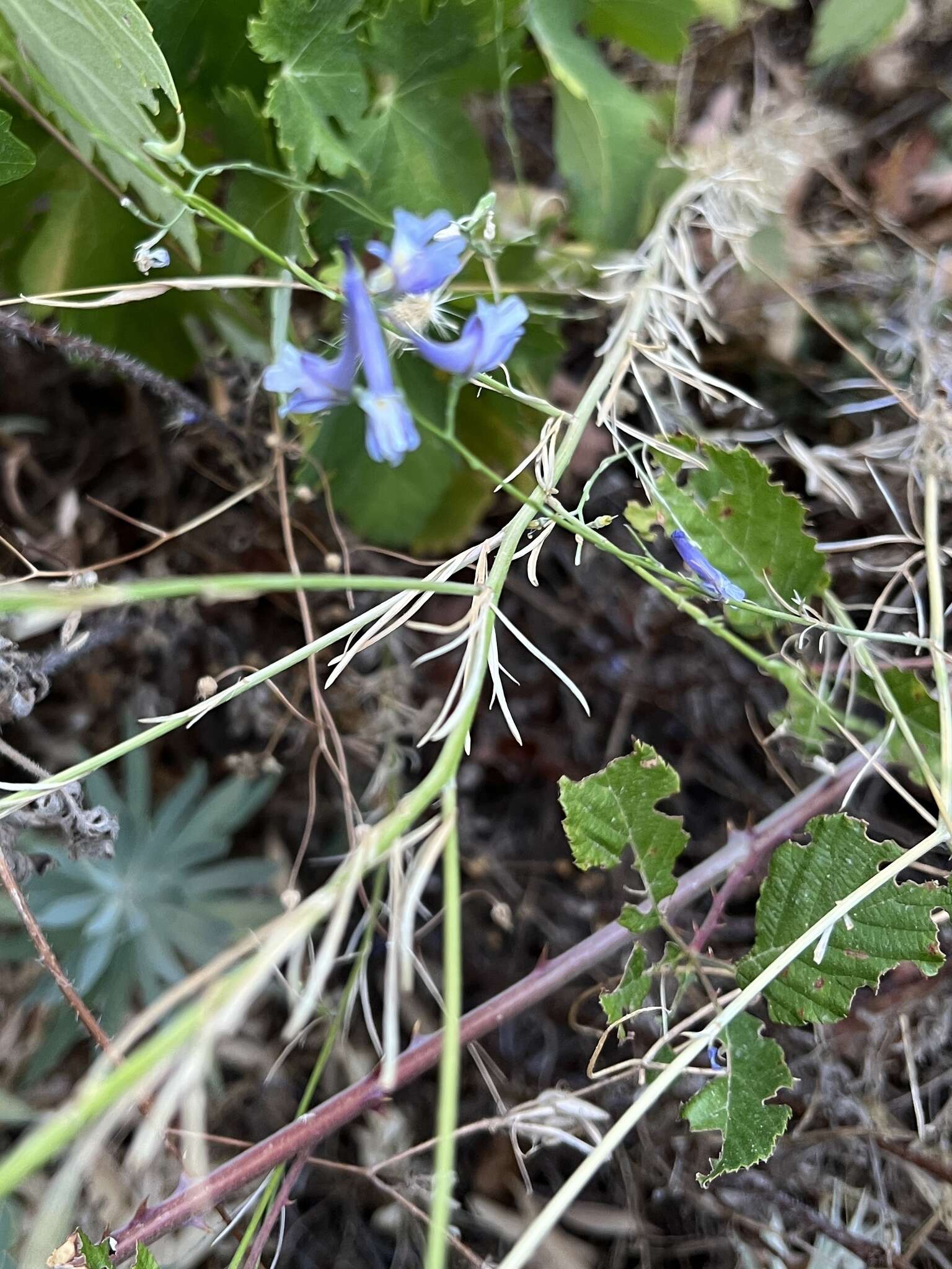 Image of Delphinium gracile DC.