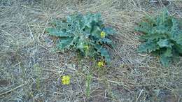 Image of wavyleaf mullein