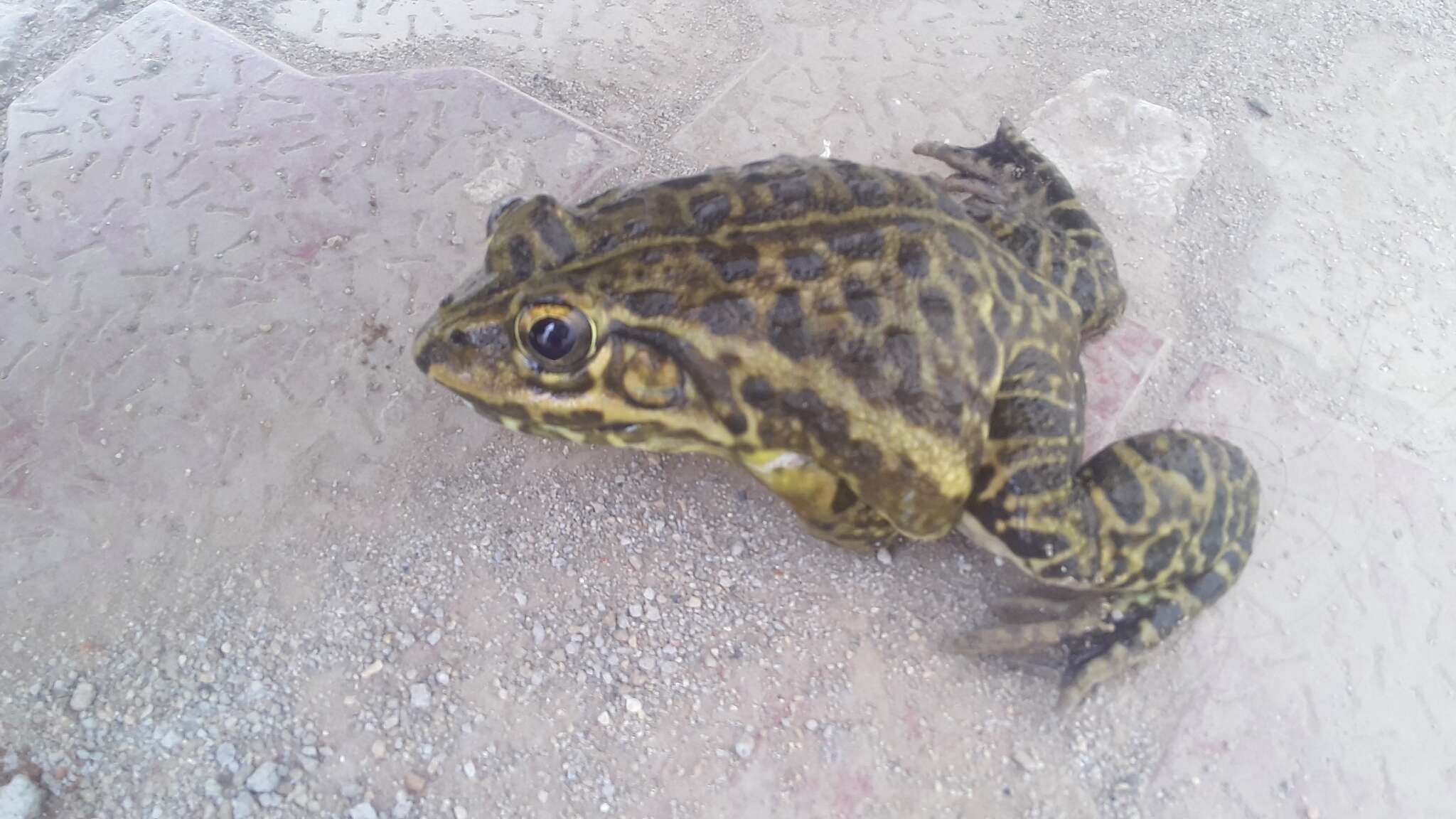 Image of Bull Frog