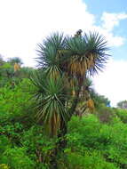 Image of Yucca mixtecana García-Mend.