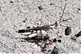 Image of Longhorn Band-wing Grasshopper