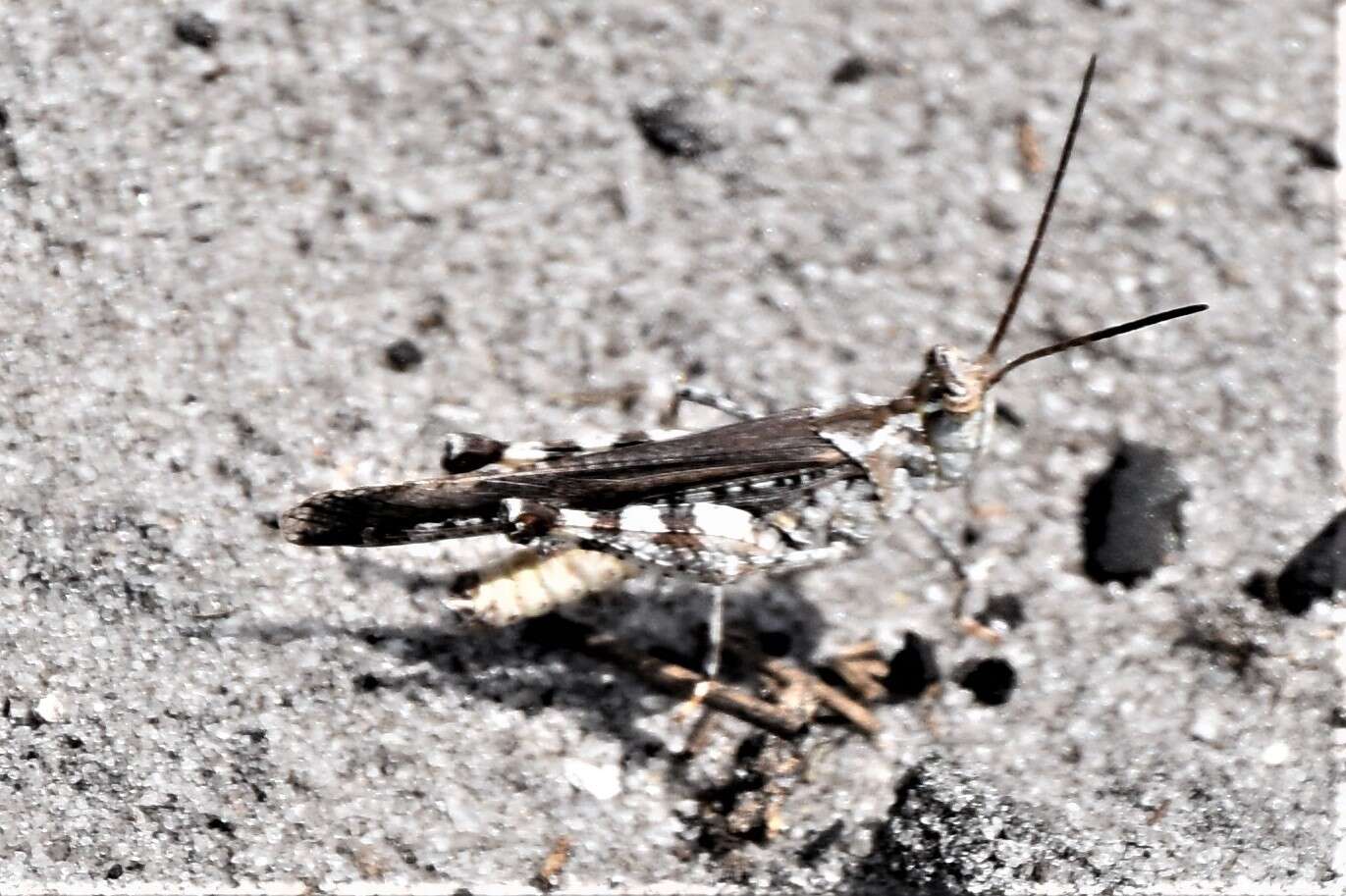 Image of Longhorn Band-wing Grasshopper