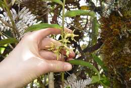 Imagem de Epidendrum aggregatum Lindl.