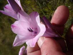 Plancia ëd Dierama pendulum (L. fil.) Baker