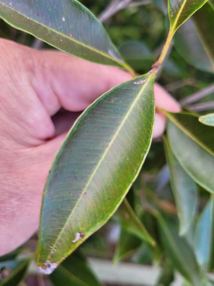 Imagem de Syzygium formosanum (Hayata) Mori