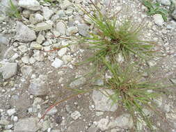 Image of Eragrostis amurensis Prob.