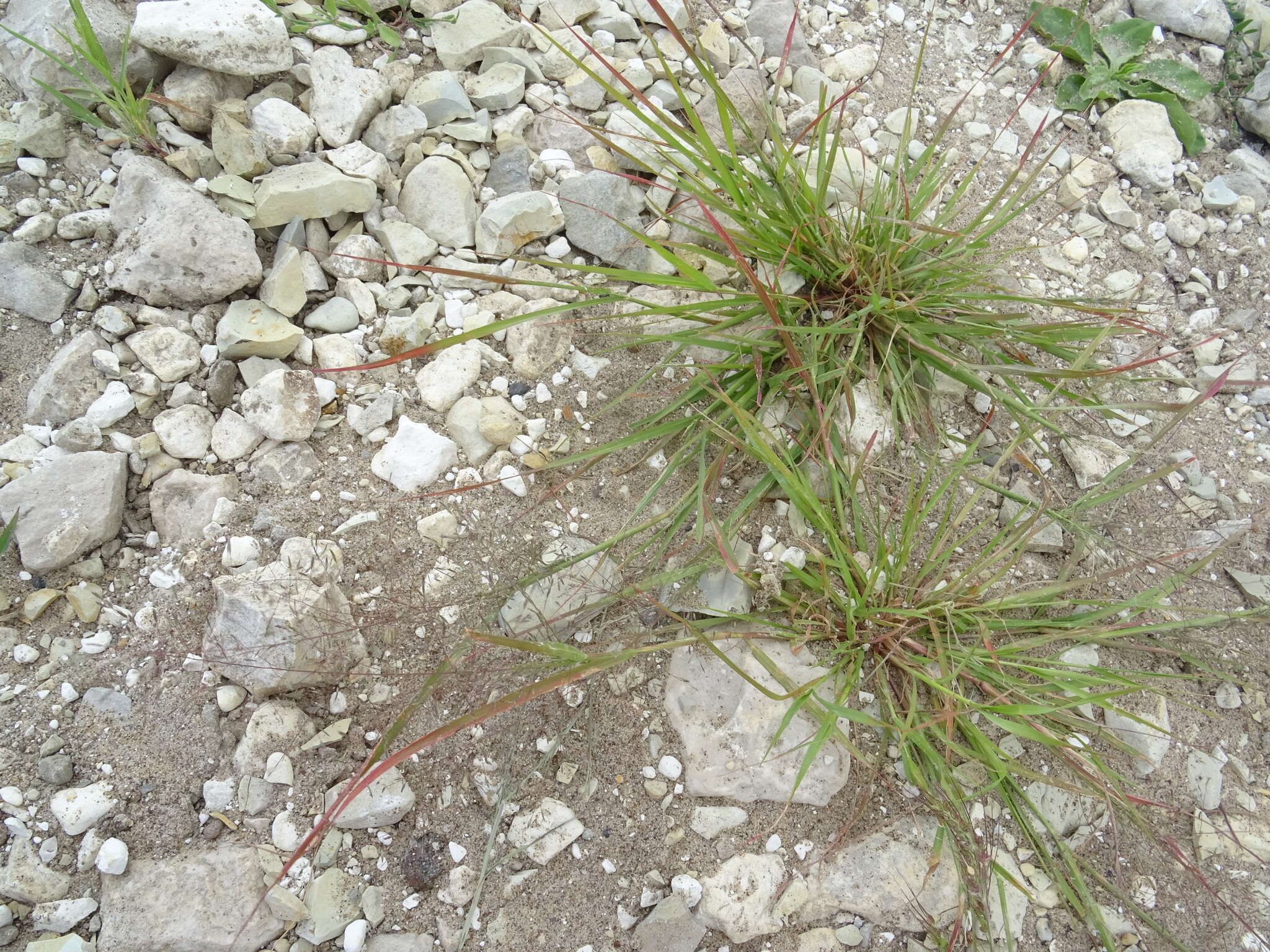 Image of Eragrostis amurensis Prob.