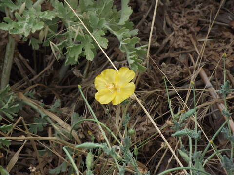 Image of Yellow Horned Poppy