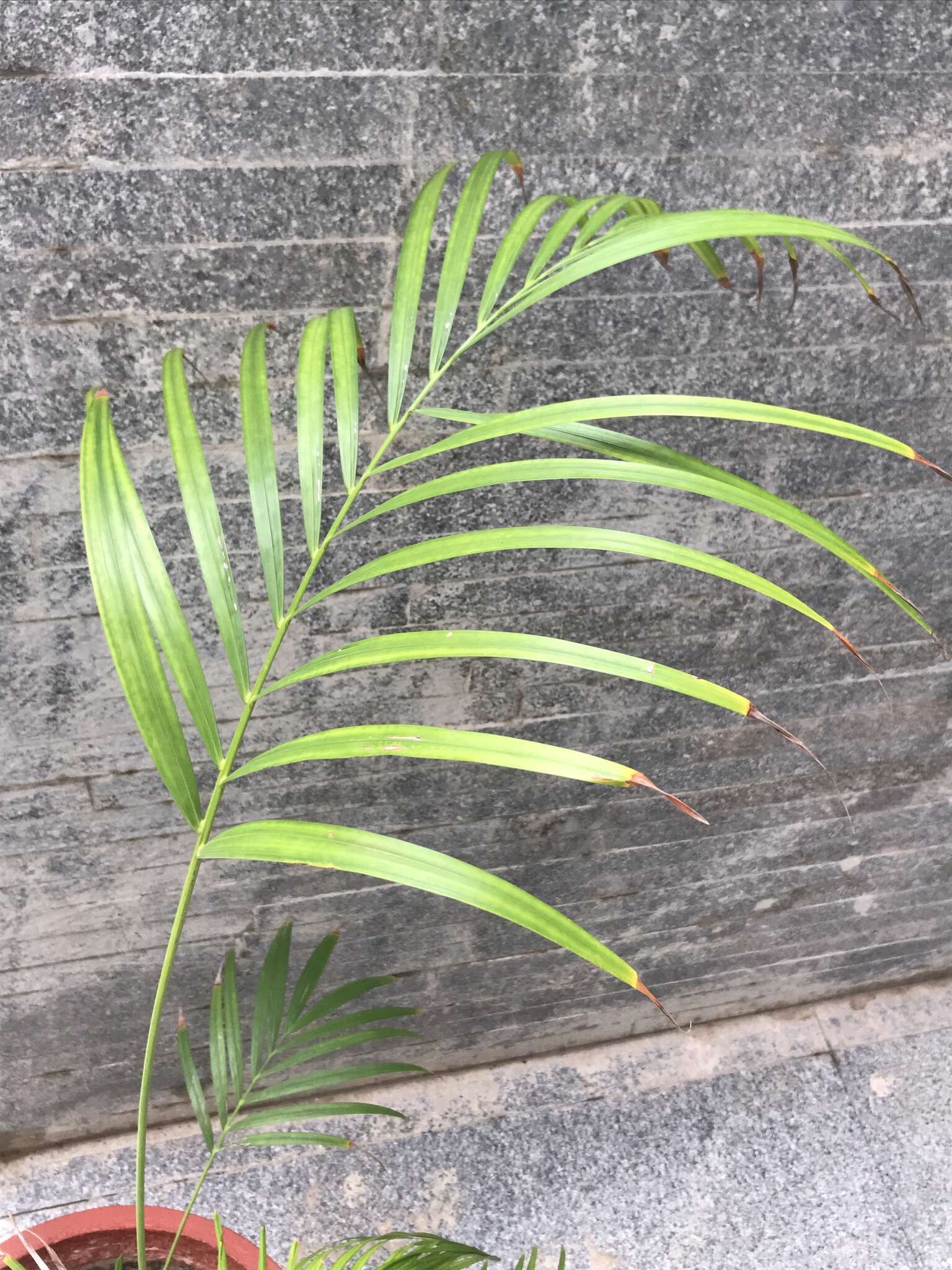 Image of Areca Palm