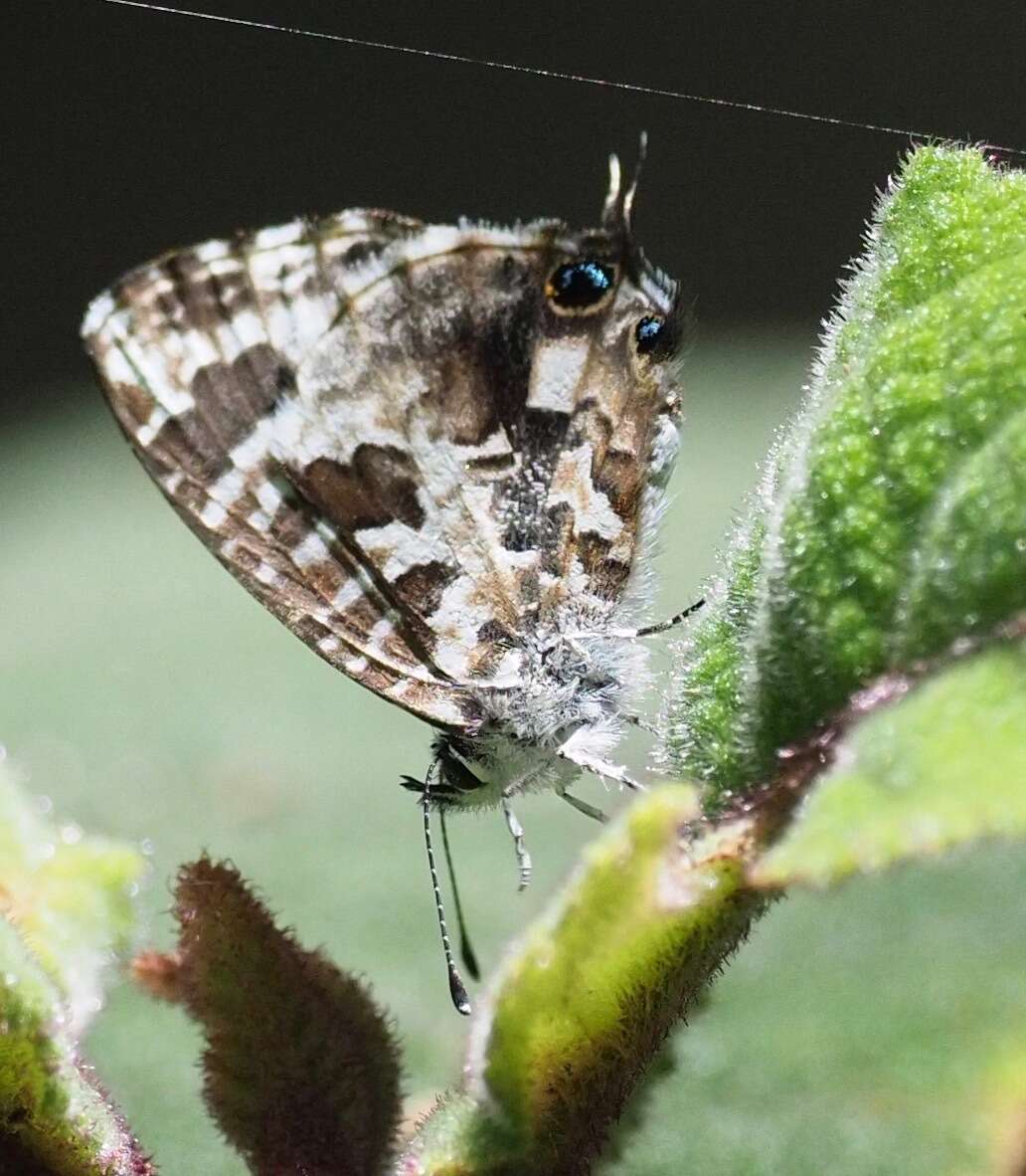 Cacyreus darius (Mabille 1877) resmi