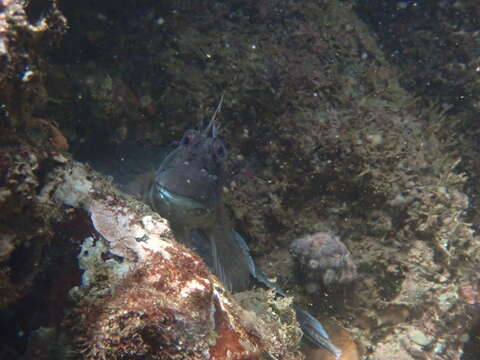 Image of Black-lined Blenny