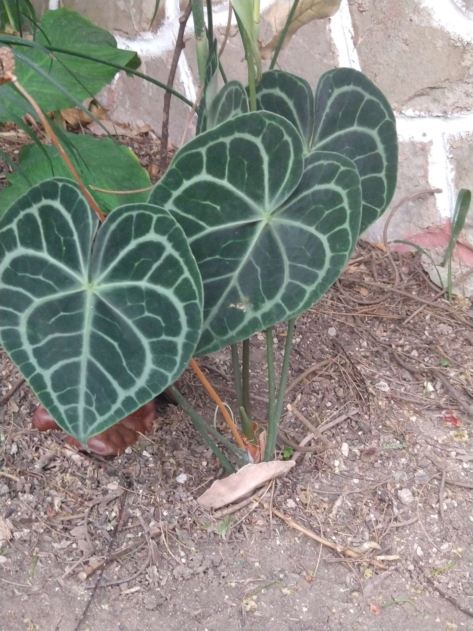 Plancia ëd Anthurium clarinervium Matuda