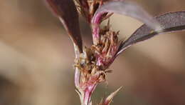 Image of Torrey's amaranthus