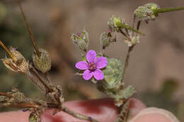 Imagem de Erodium malacoides (L.) L'Her.