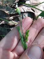 Image of Tar-Heel Sedge