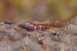 Image of Orangeside Goby