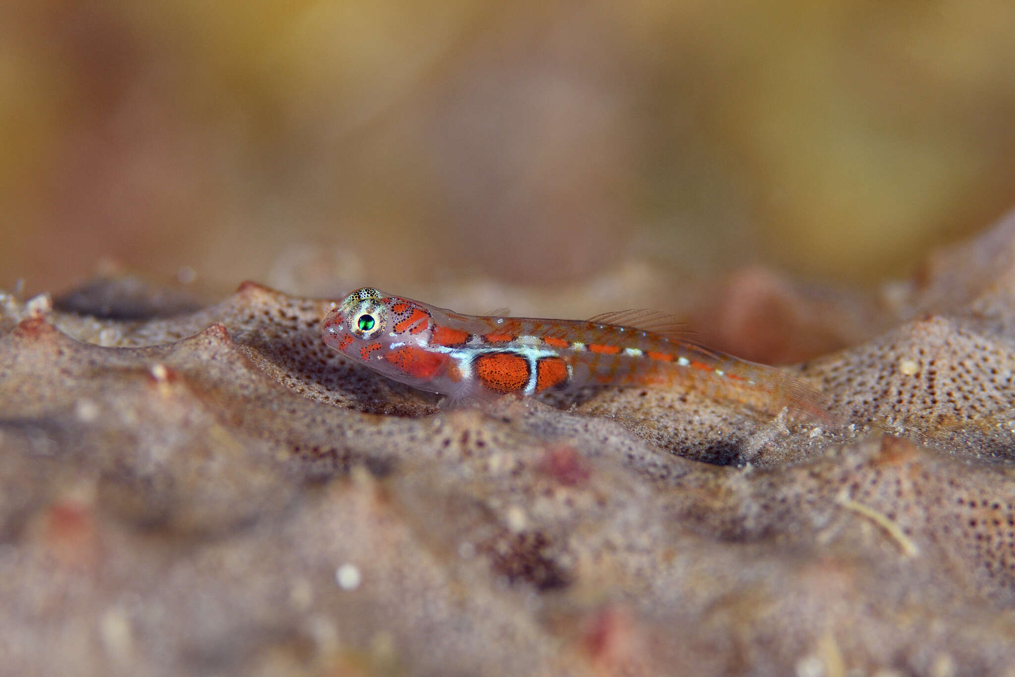 Image of Orangeside Goby