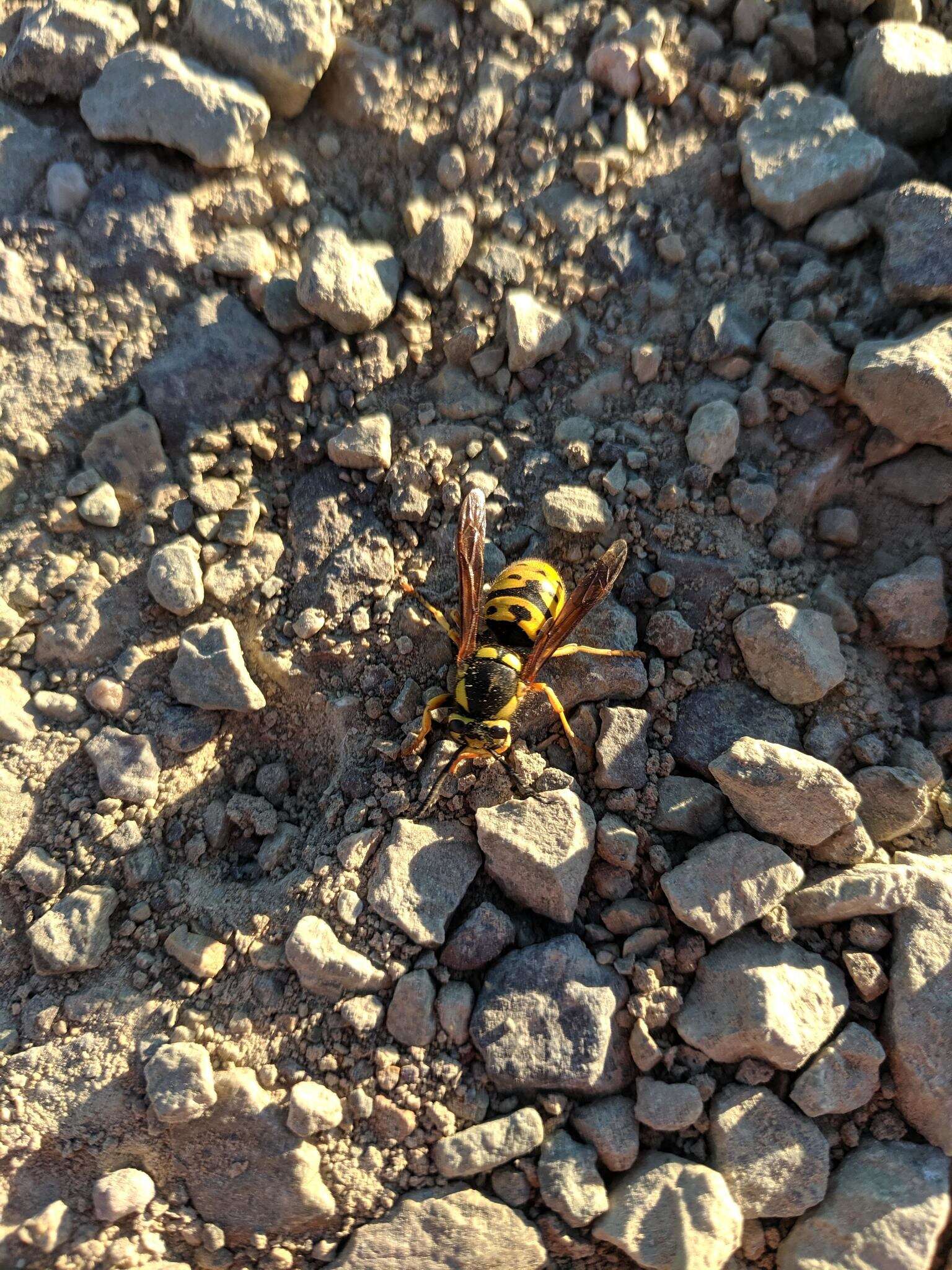 Image of Prairie Yellowjacket