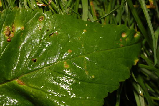 Image of Protomyces