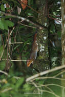 Image of Asian Red-cheeked Squirrel