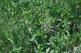 Image of Lathyrus pisiformis L.