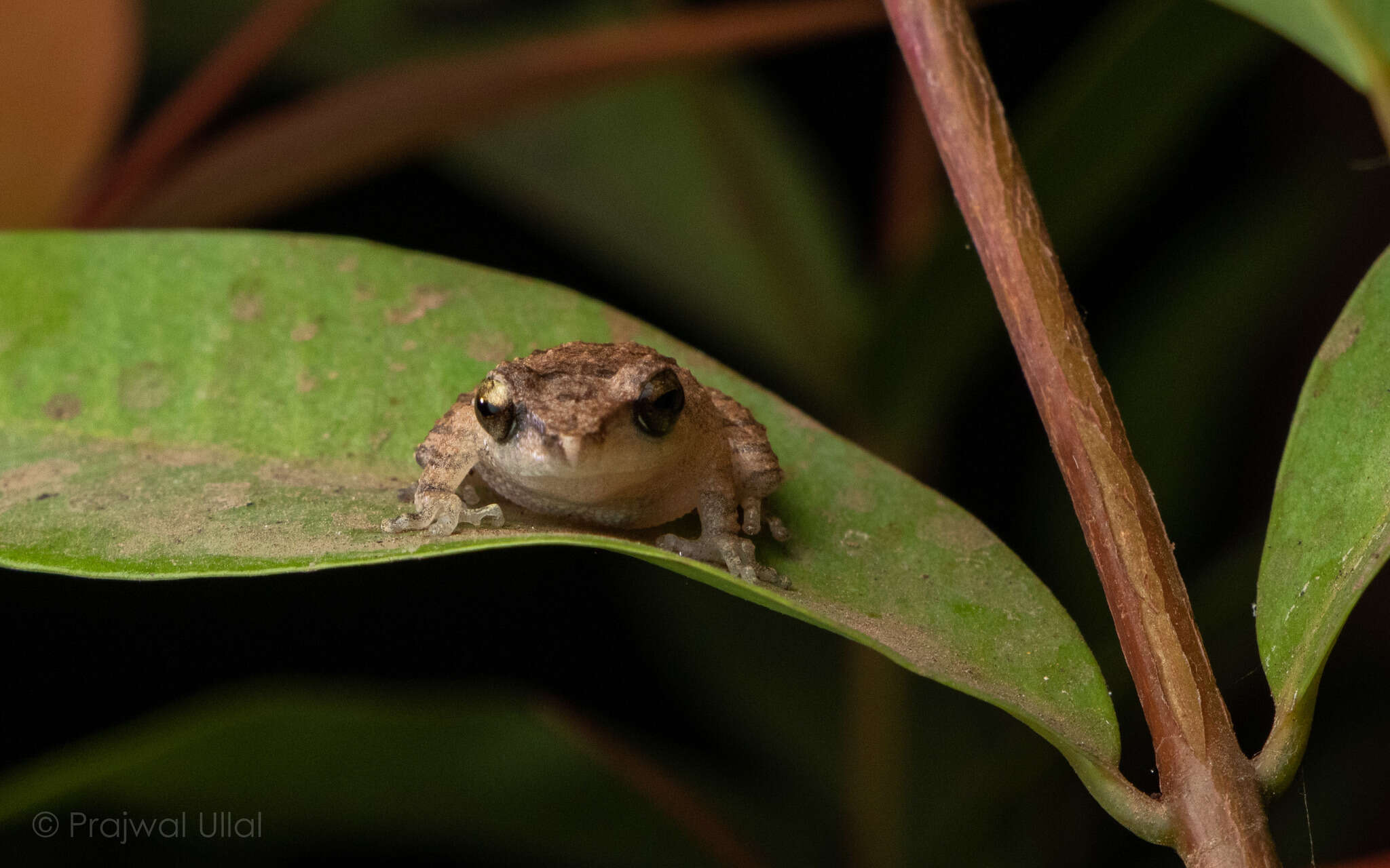 Image of Pseudophilautus wynaadensis (Jerdon 1853)