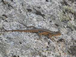 Image of Southern Sagebrush Lizard