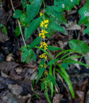 Sivun Solidago caesia var. zedia R. E. Cook & Semple kuva