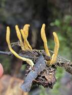 Image of Ophiocordyceps melolonthae (Tul. & C. Tul.) G. H. Sung, J. M. Sung, Hywel-Jones & Spatafora 2007