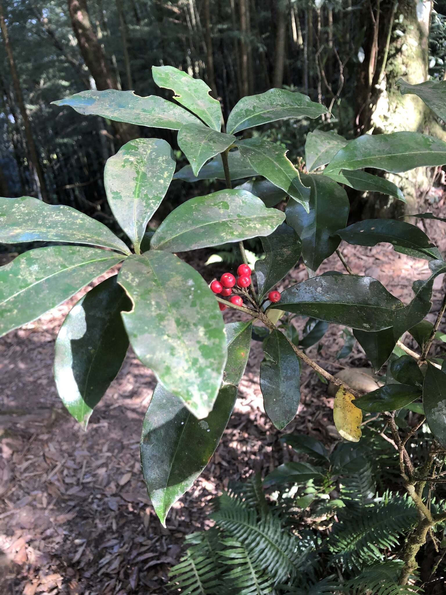 Imagem de Skimmia japonica subsp. distinctevenulosa (Hayata) T. C. Ho