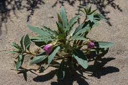 Imagem de Oenothera deltoides Torr. & Frem.