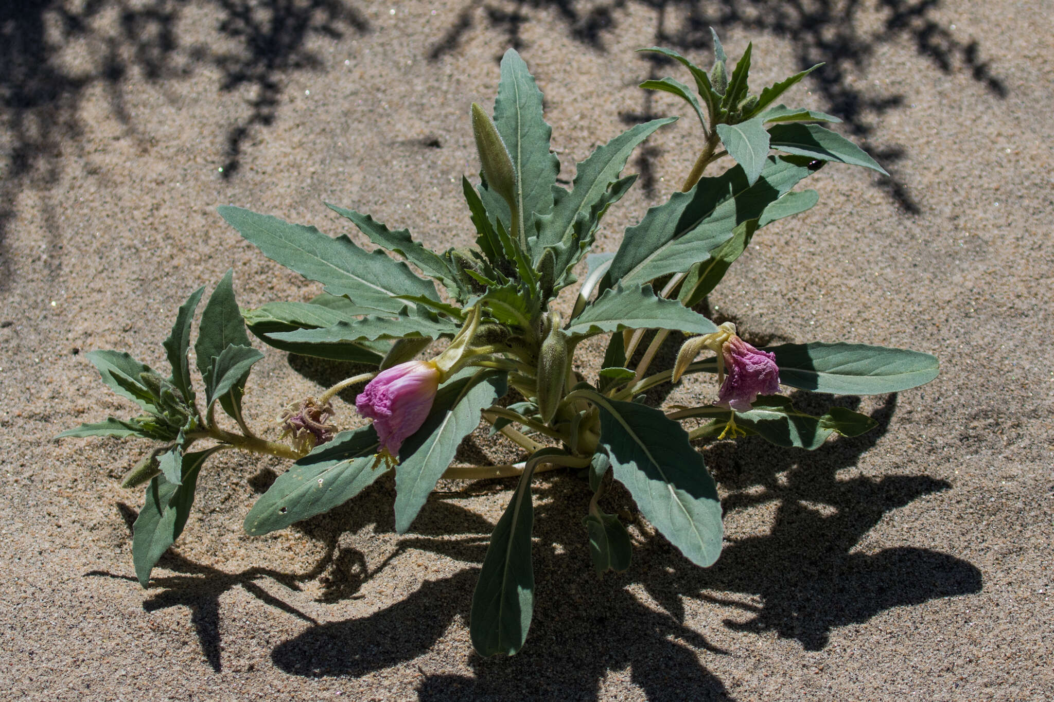 Imagem de Oenothera deltoides Torr. & Frem.