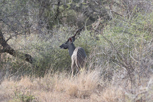 Image of Lesser Kudu