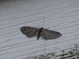 Image of Eupithecia olivacea Taylor 1906